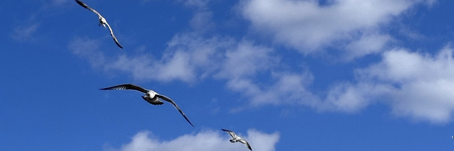 Honk banner