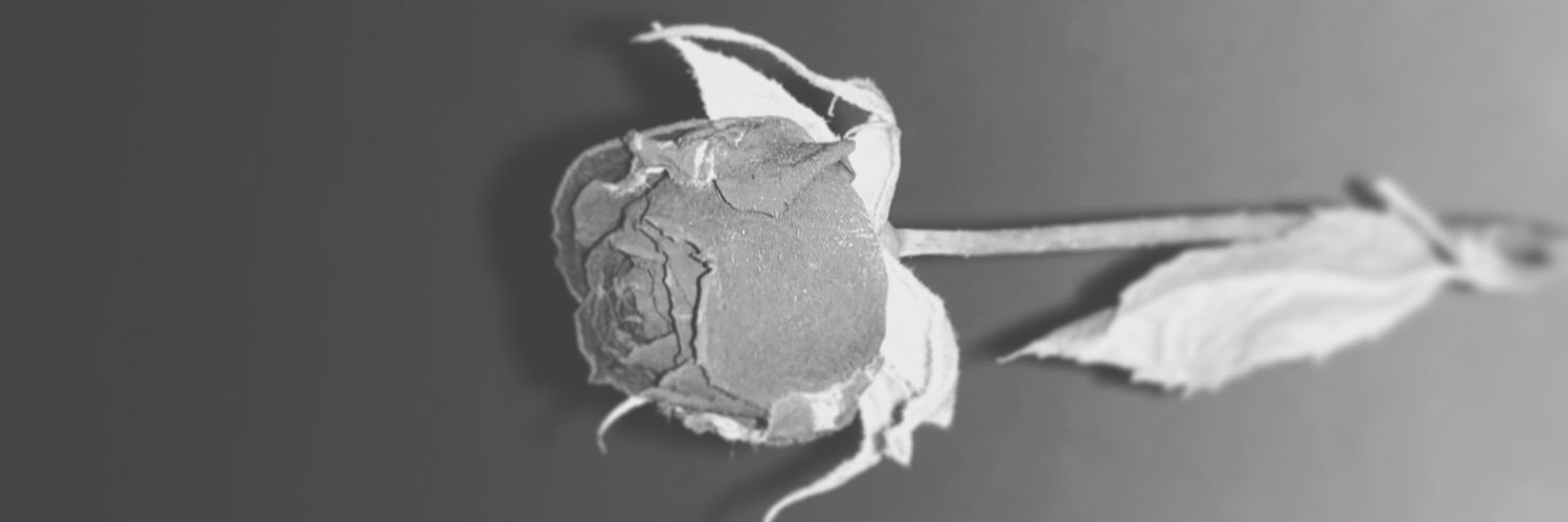 Mi______GR's profile banner image