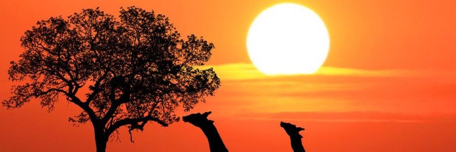 hyrax384's profile banner image