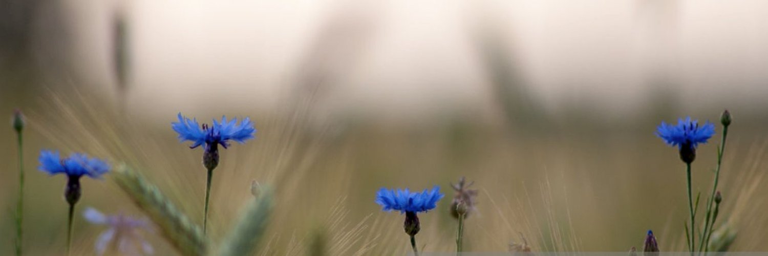 ivanvasilko's profile banner image