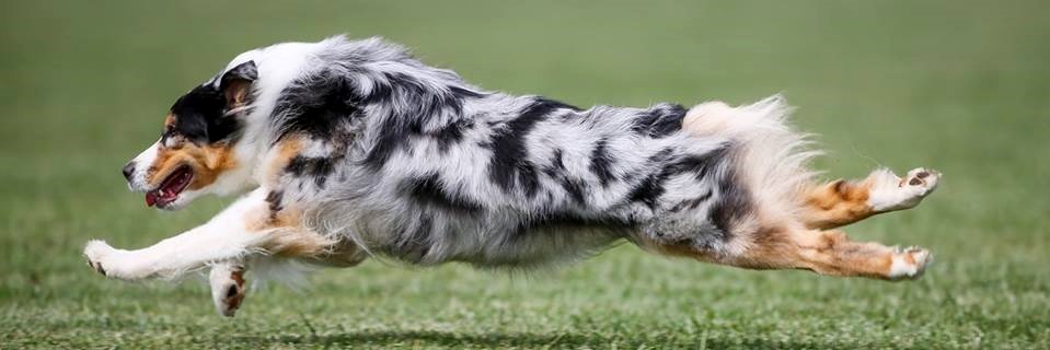 aussiedogs4's profile banner image