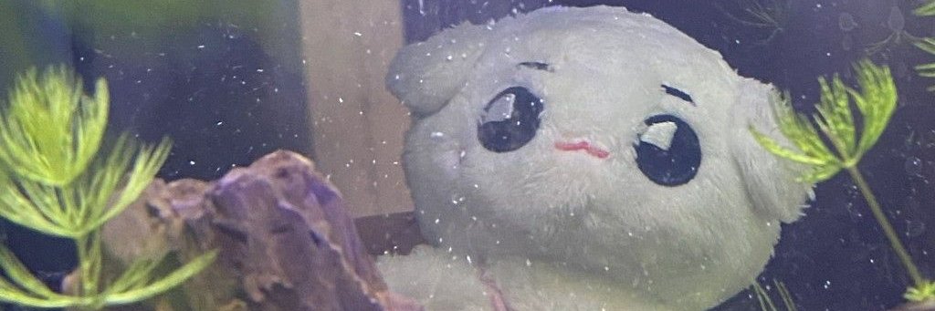 ajaoxo's profile banner image