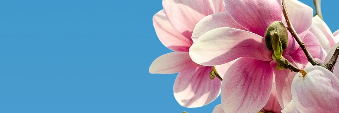 sofines3's profile banner image