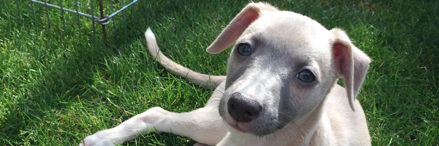 Flo_whippet's profile banner image