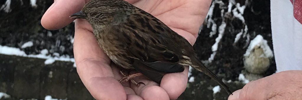 james docherty banner