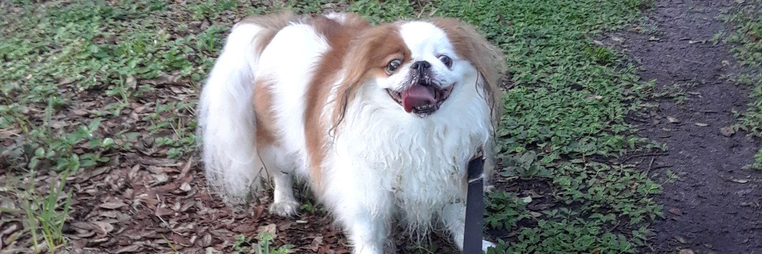 chazforgot's profile banner image