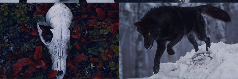 Menku's profile banner image