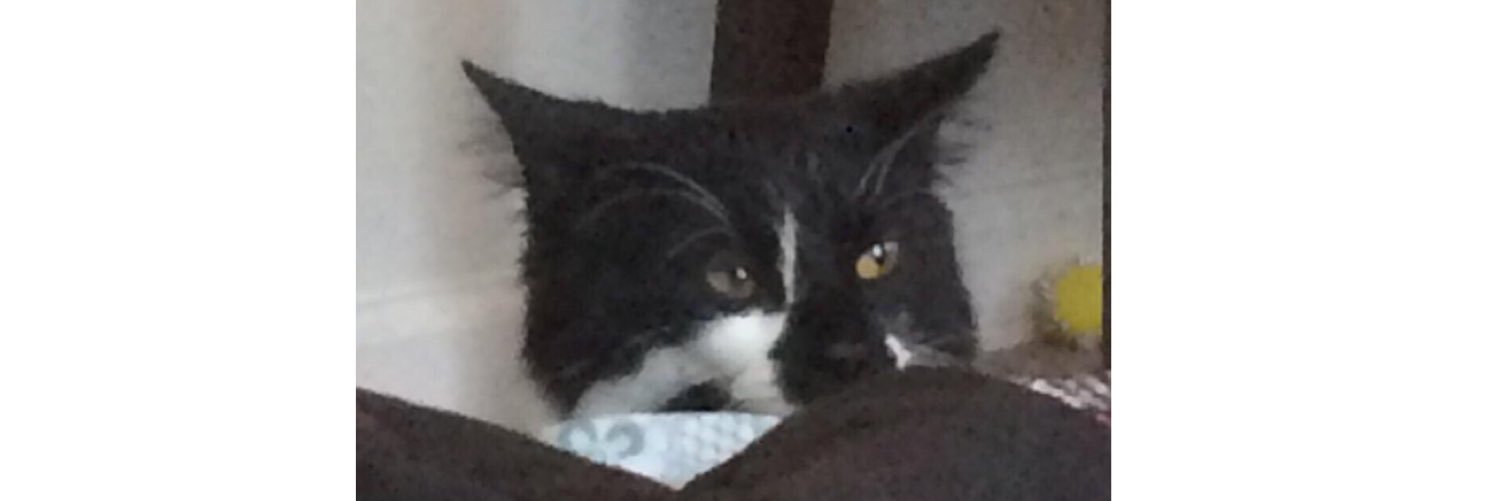 goobbingoob's profile banner image