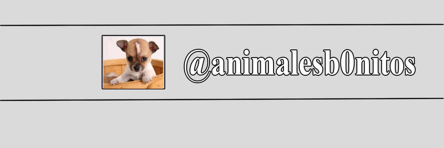 animalesb0nitos's profile banner image