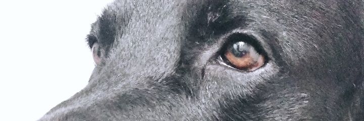 Anasus🌻 banner