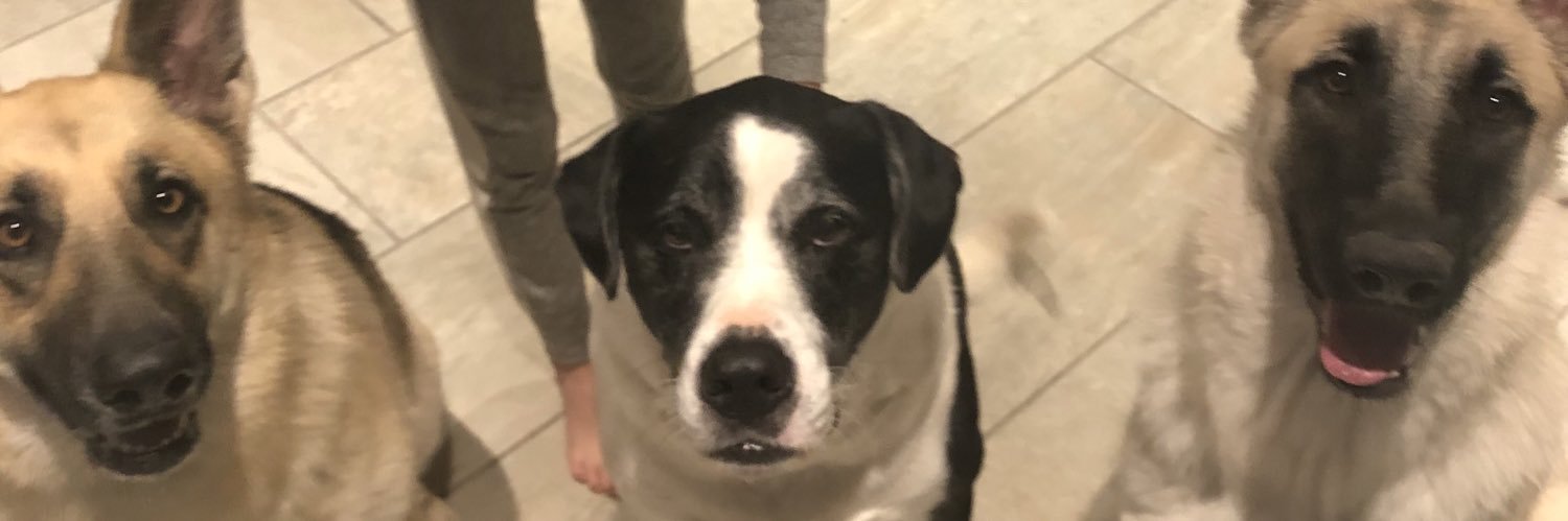 professor_sass banner