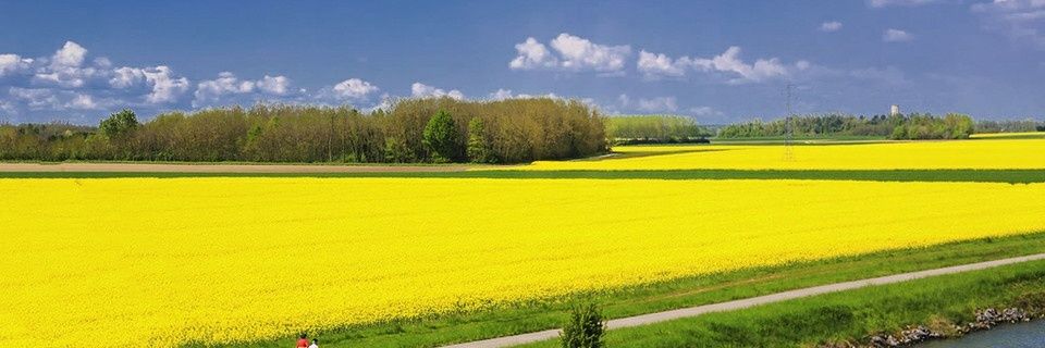 redbisheng's profile banner image