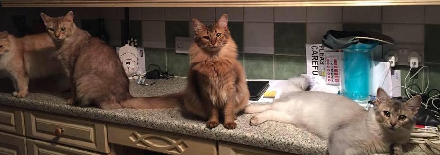 Atlast,a blonde 👱🏴󠁧󠁢󠁥󠁮󠁧󠁿🐈‍⬛🐈🐈‍⬛ banner