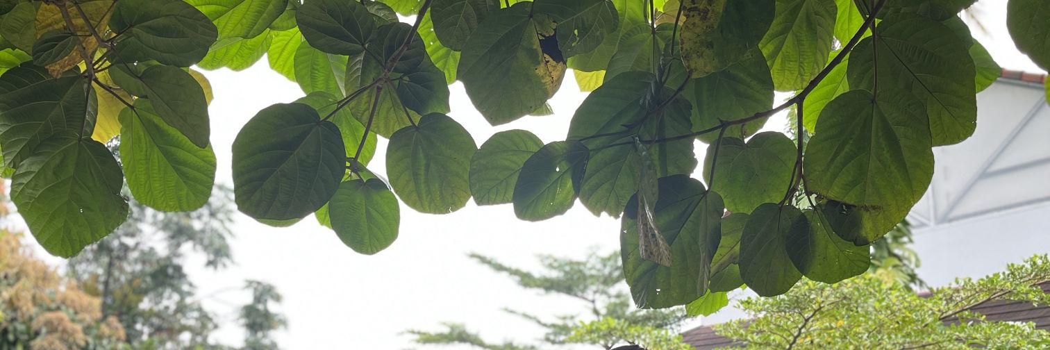 Shubhzp's profile banner image