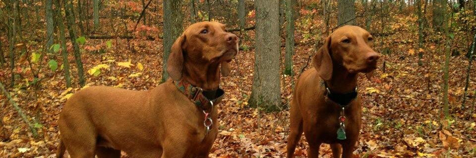 DeeFife's profile banner image