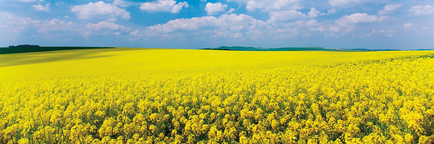 CamCanola's profile banner image
