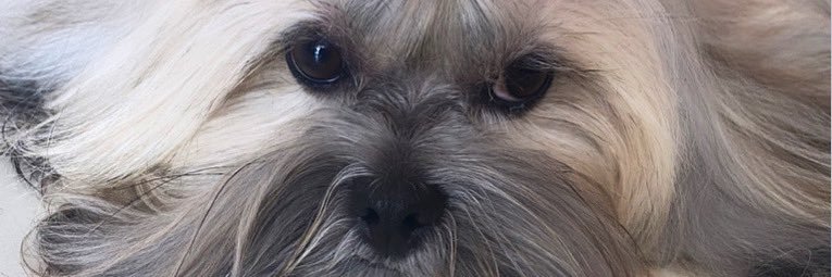 giifernandes2's profile banner image