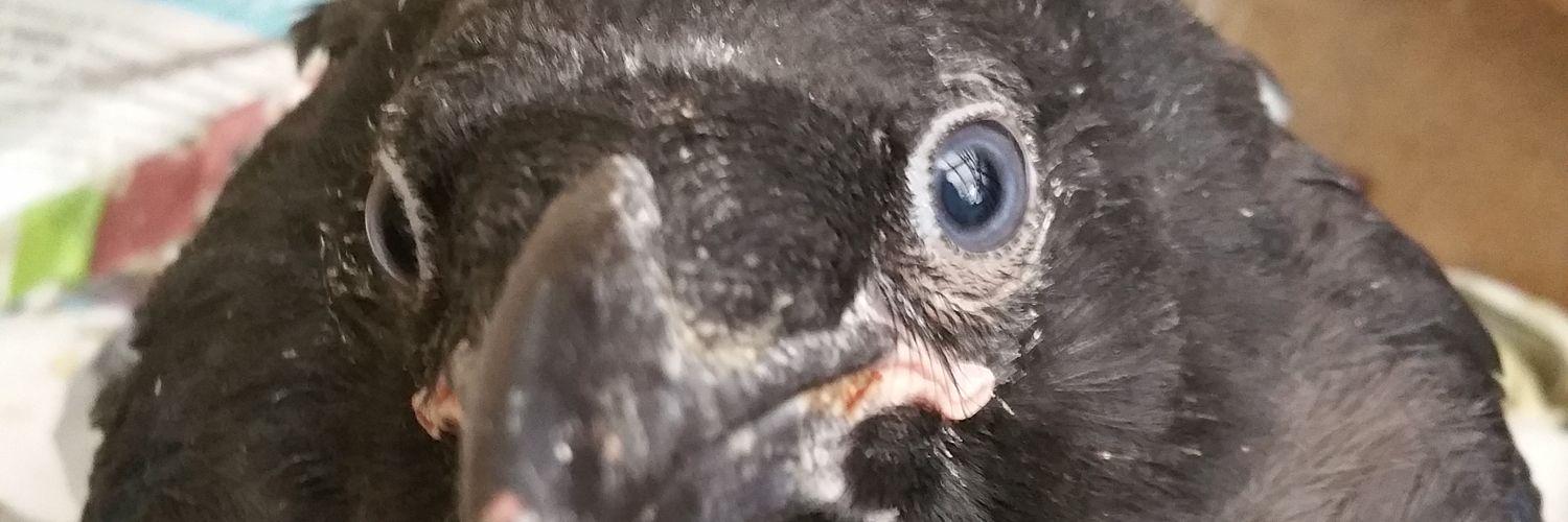 lunamoon_crow's profile banner image