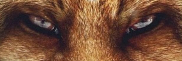 Foxmire's profile banner image