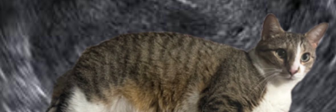 xoadf's profile banner image