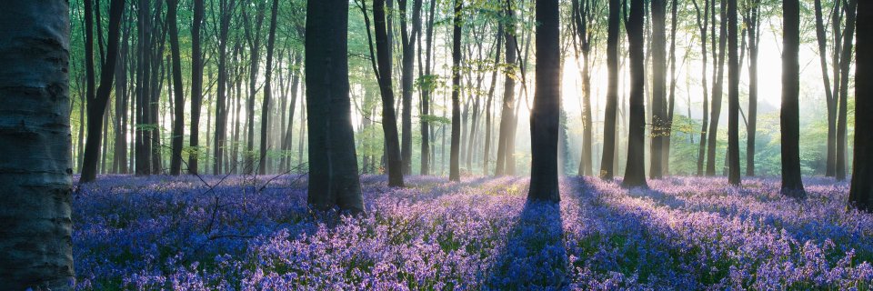 seaoftrees08's profile banner image