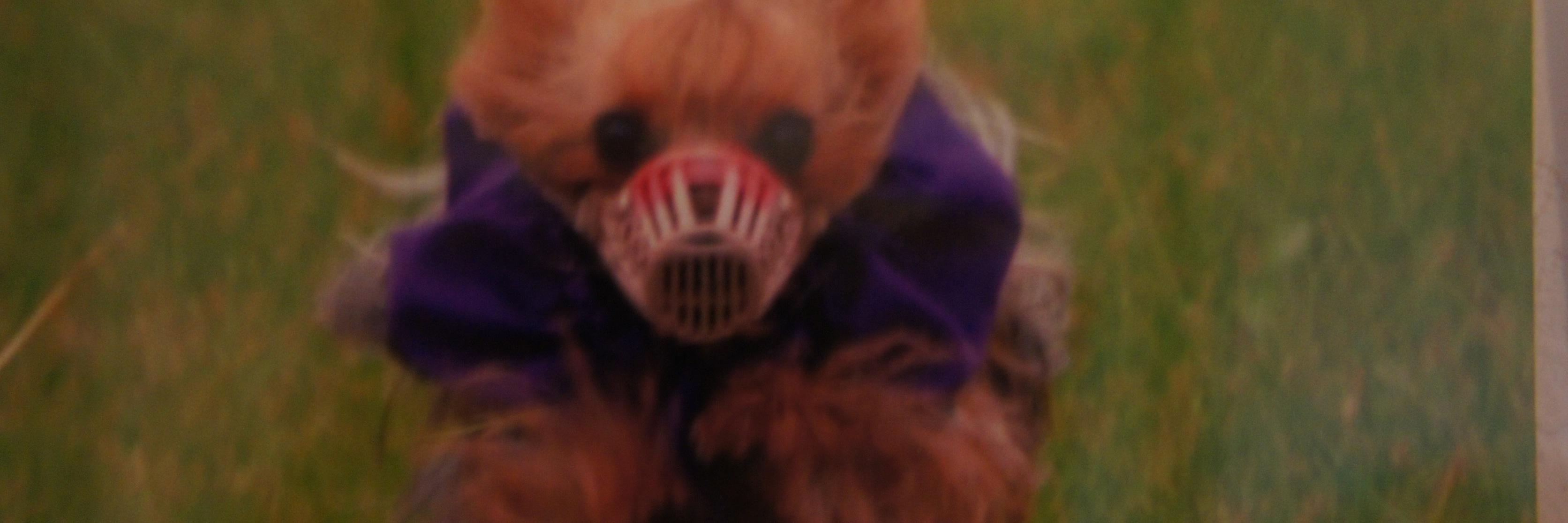 _Yorkie's profile banner image