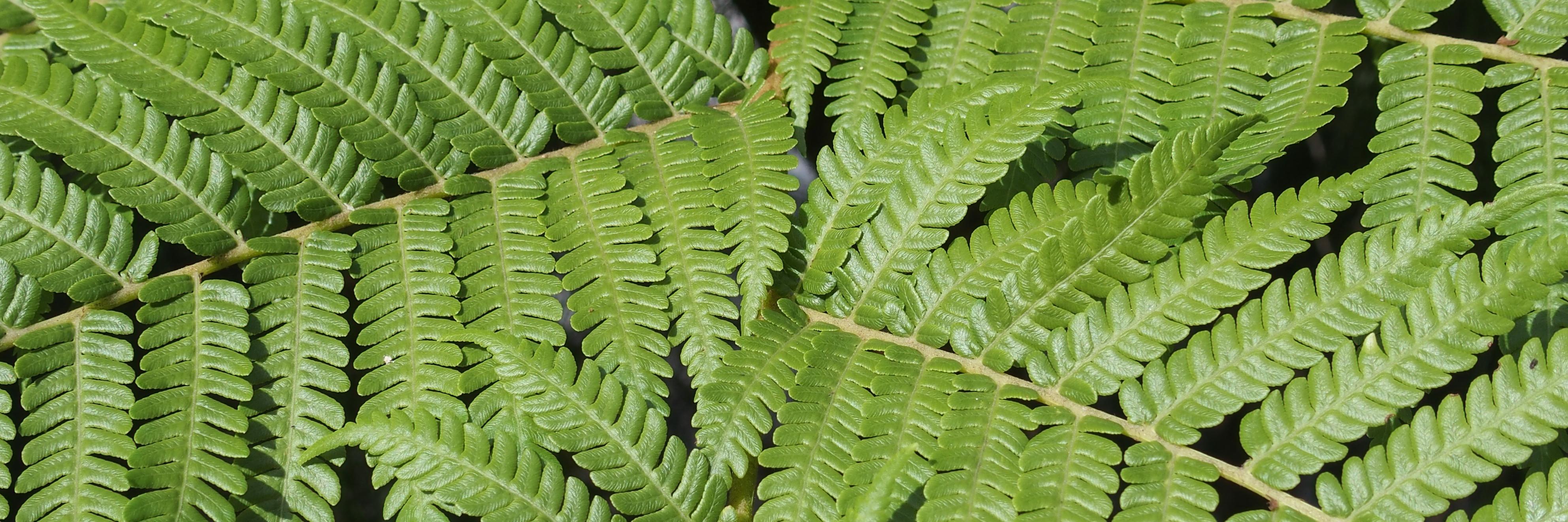 AustNuclearAssoc (NPPs are Zero Emissions) banner