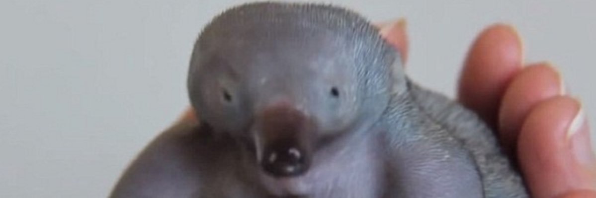 maroonnoodle's profile banner image