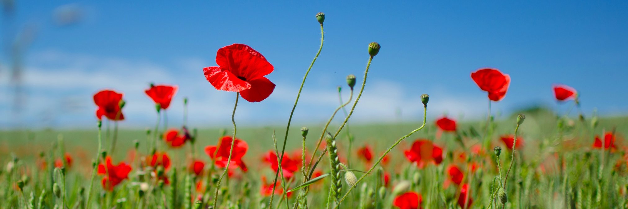 MariaCarrington's profile banner image