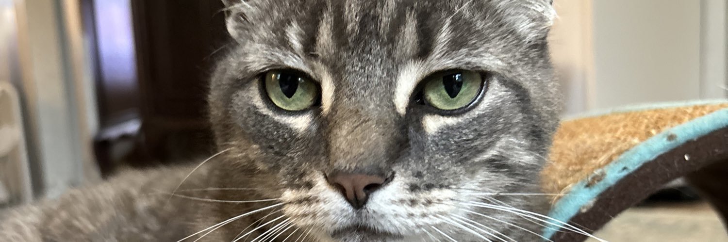 lizzyrotchford's profile banner image