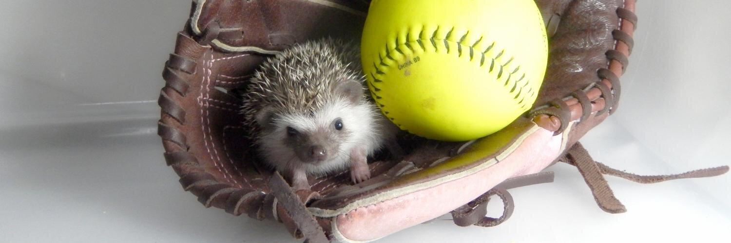 MMFHedgehogs's profile banner image