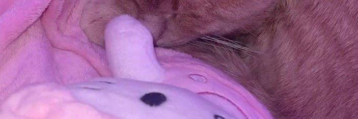 ruby1556's profile banner image