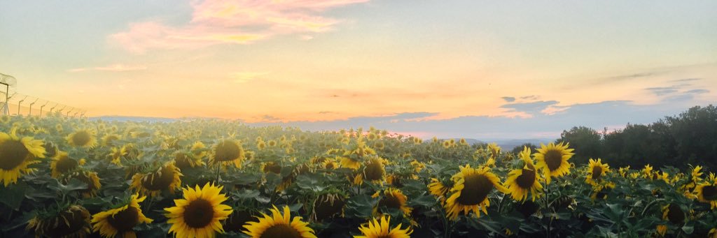ParascandMath's profile banner image