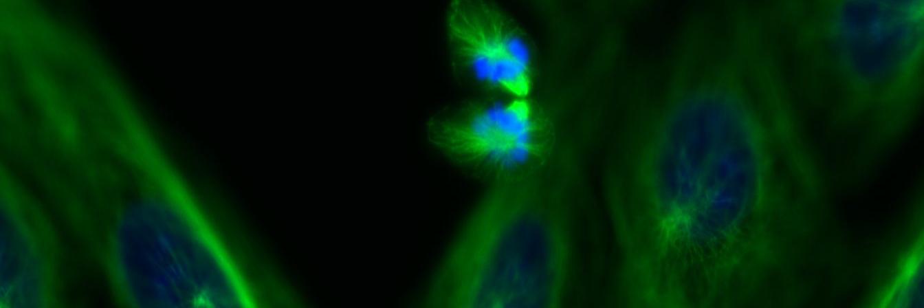 Josep_Badia's profile banner image