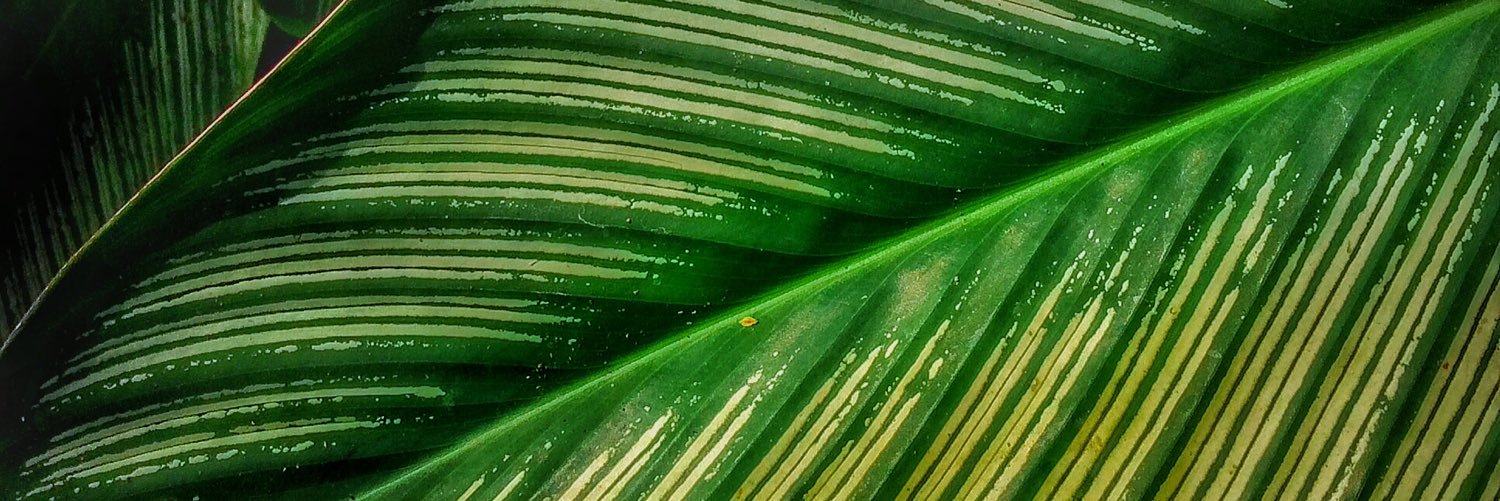 CARLnetC's profile banner image
