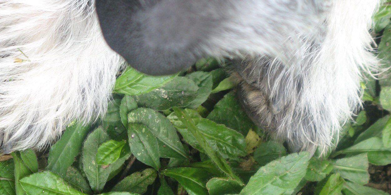 mayupmew's profile banner image