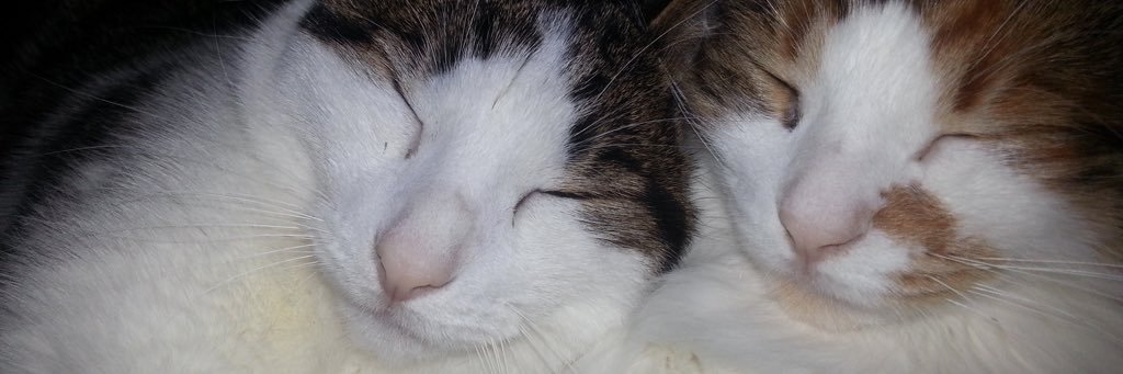 jennifer_molson's profile banner image
