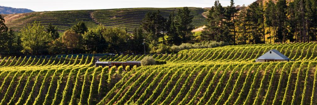 Two Paddocks Cru banner