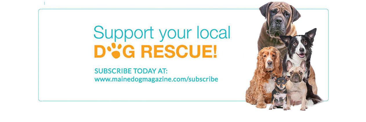 mainedogmag's profile banner image