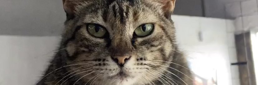 taibortoleto's profile banner image