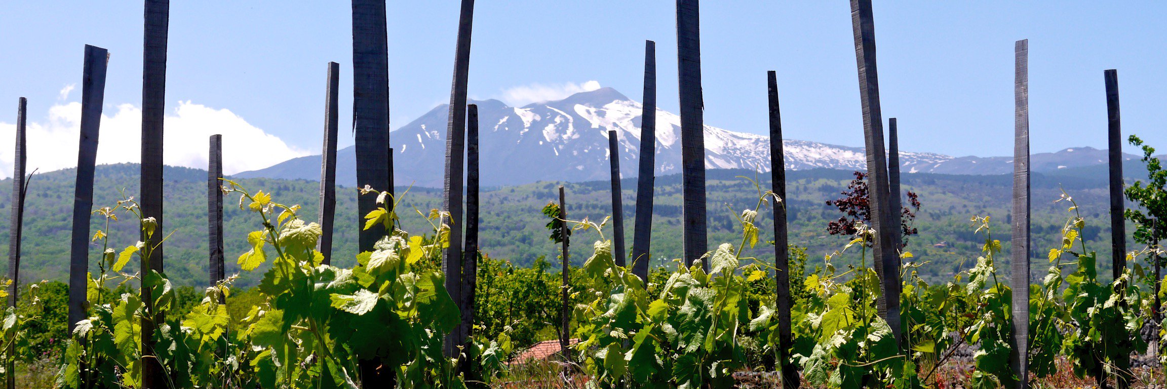 La RosaWorks Sicily Tours & Travel banner