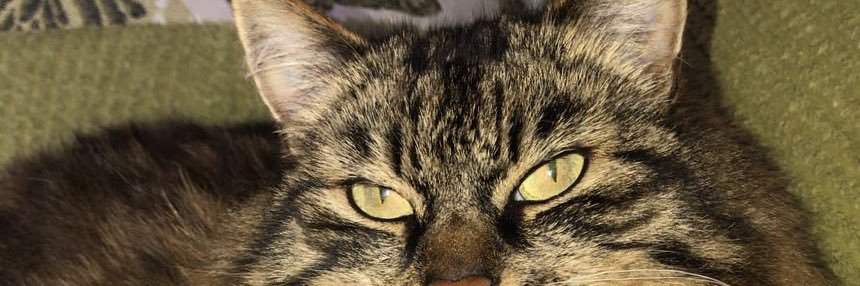 MackieSheila's profile banner image