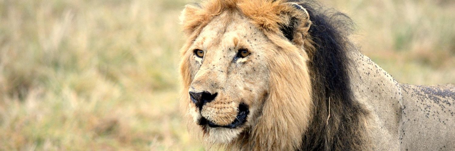 Spirit of a Warrior banner