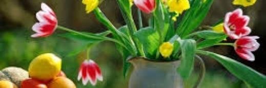 Dr. Kathryn C. Murray banner