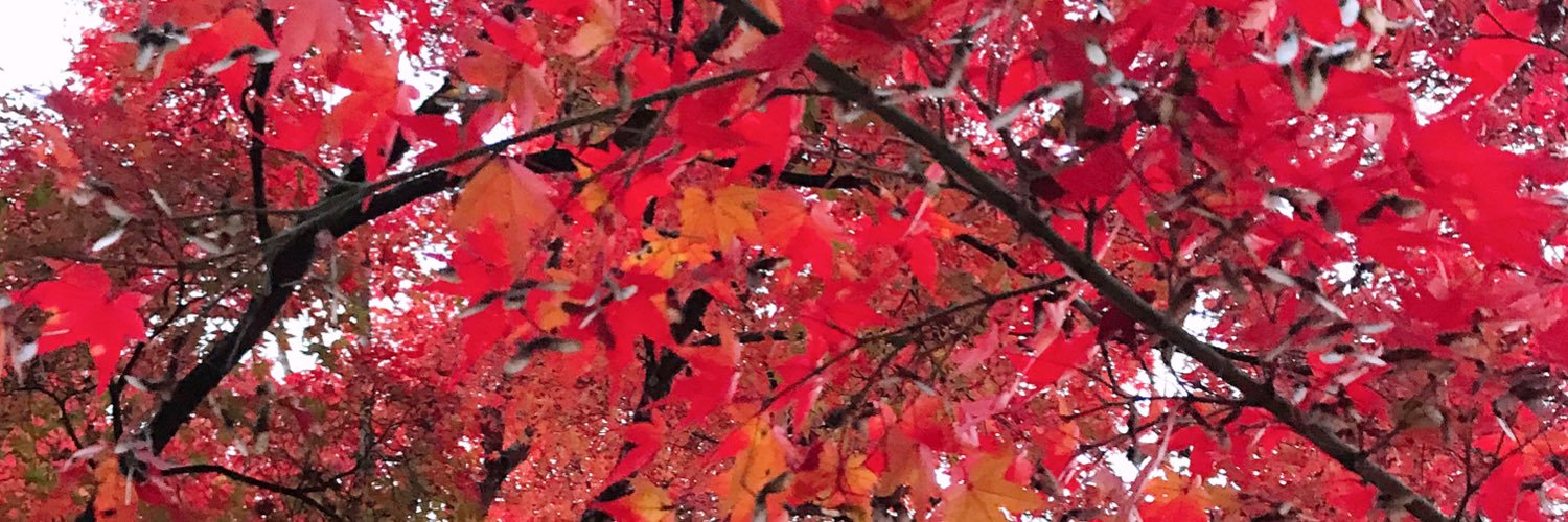 IkasukeM's profile banner image