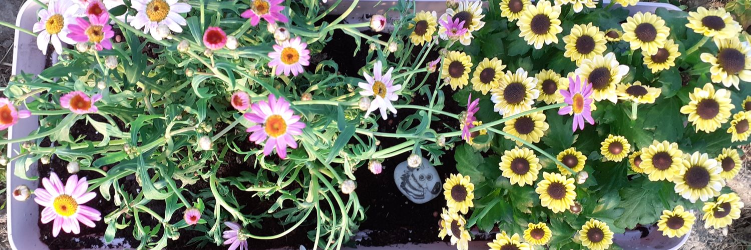 Alba Flower Power banner