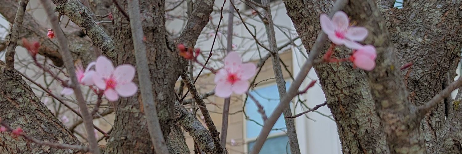CeilyHamilton's profile banner image