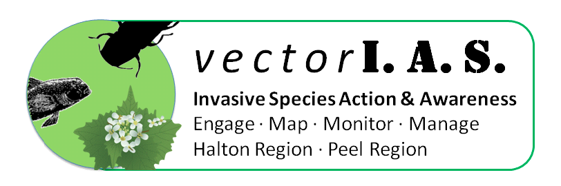 vectorIAS Program banner