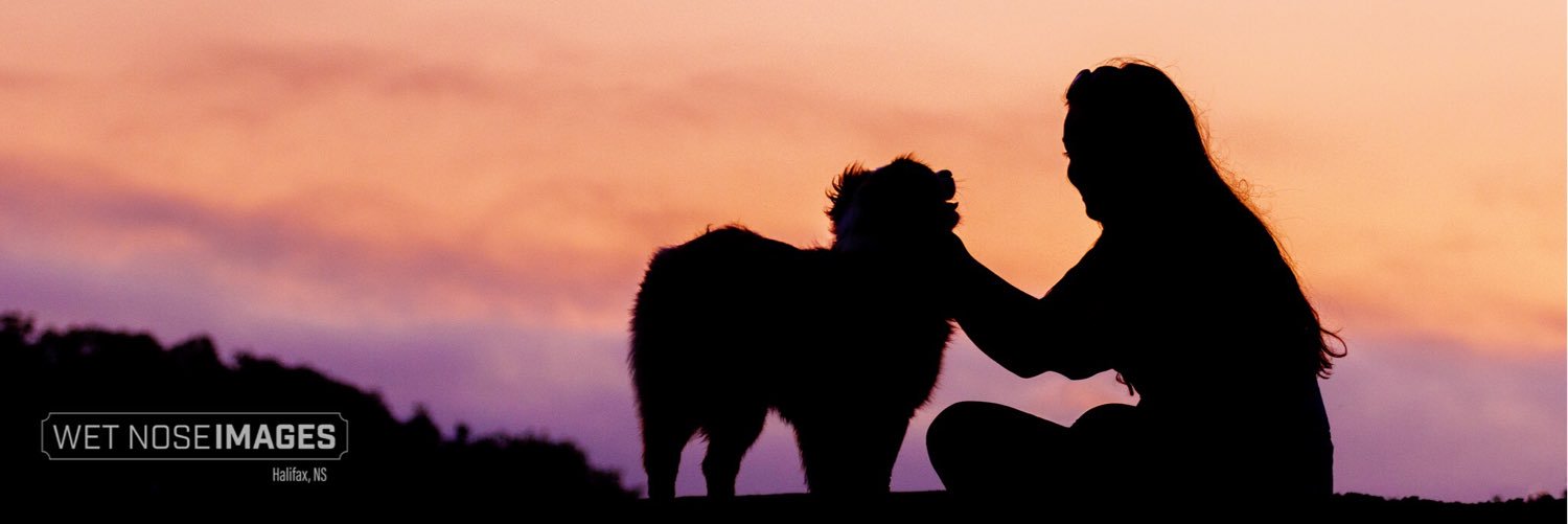 WetNoseImages's profile banner image