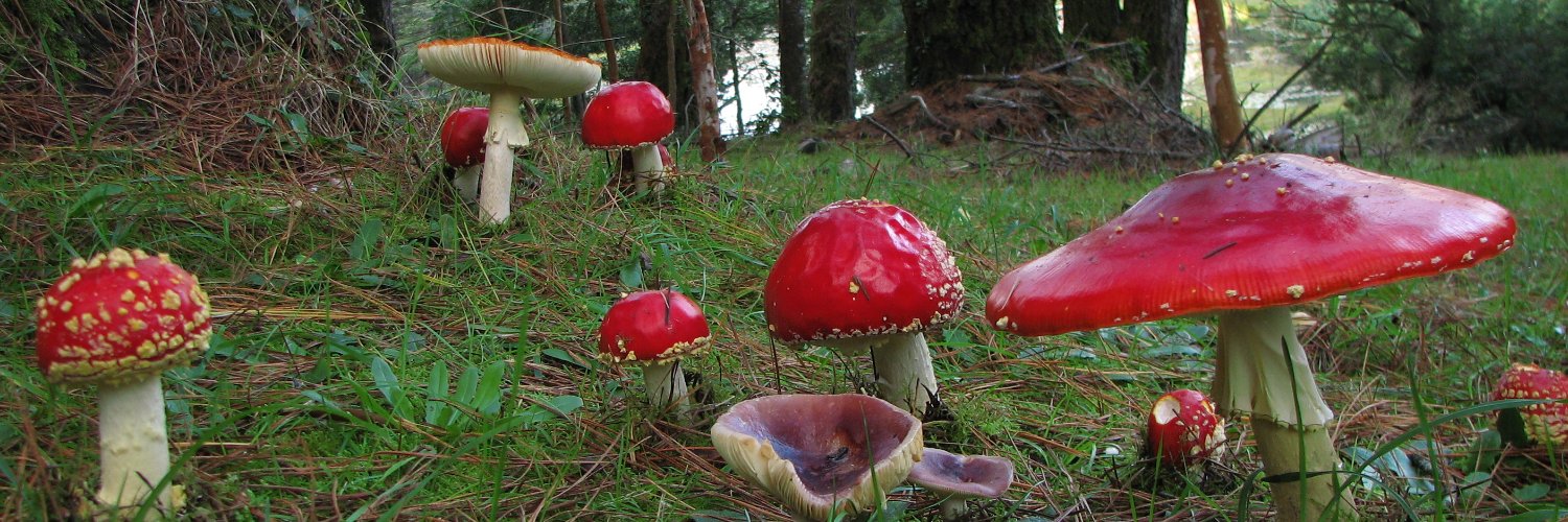 Mauricio Becerra R. banner